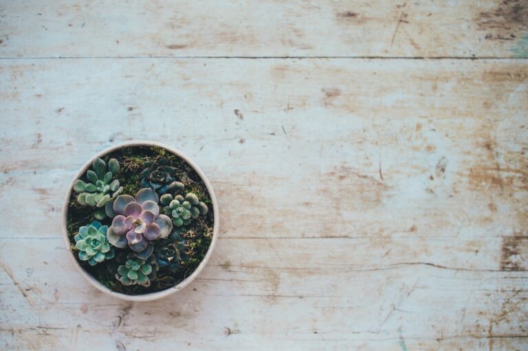 Small succulent on white-washed table.