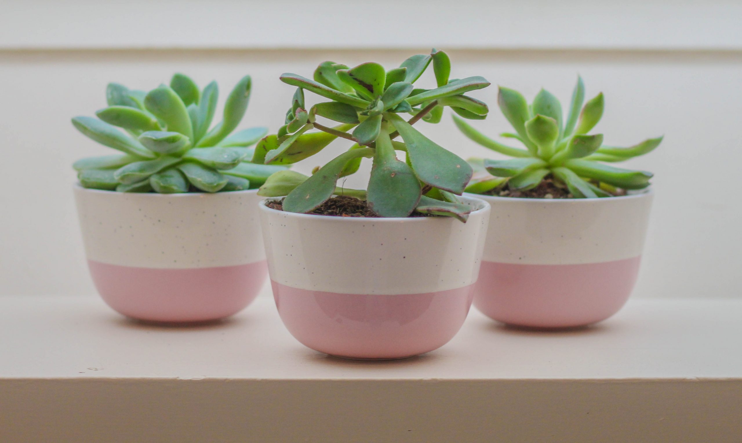 three succulents in pink pots