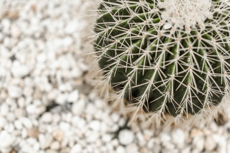 Cactus on white background.